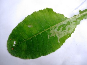Mineervlieg (Chromatomyia primulae) - Mineergang