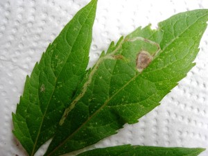 Mineervlieg (Liriomyza eupatorii) - Mineergang