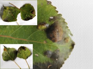 Peppelbladblaasje - Populier Plantengal: boven en onderzijde
