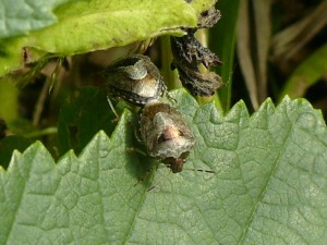 Schildwants (Eysarcoris fabricii) op bosandoorn