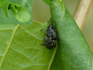 Snuitkever (Berkenbladroller) mannetje copulerend met vrouwtje