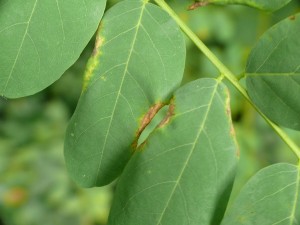 Robinia galmug - Plantengal op Robinia