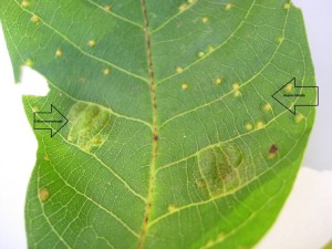 mijt (Aceria tristriata) - Notelaar Plantengal