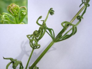 mijt (Walstroblad) - Kleefkruid Plantengal