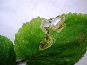 mineervlieg (Amauromyza labiatarum) - Mineergang