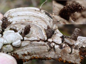 Koker paddenstoelmot op harslakzwam