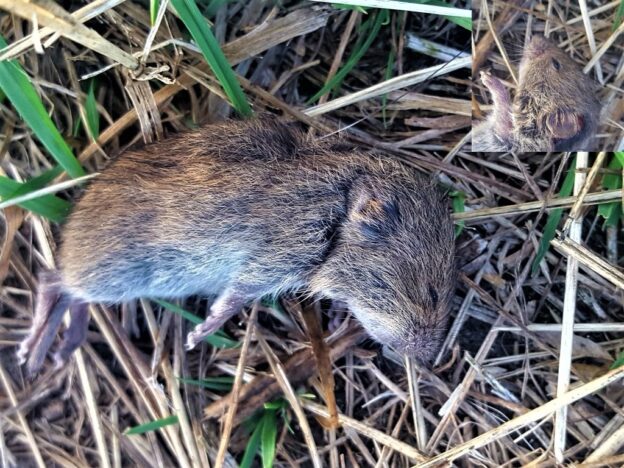 muis (Veldmuis) Microtus arvalis Houtem Natuur Waarnemingen